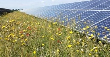 A field of flowers next to a solar panel.