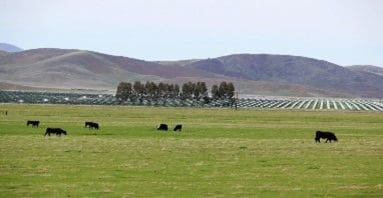 A herd of cattle grazing on lush green grass.